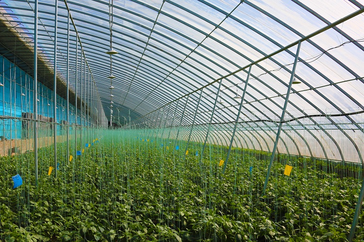 智慧蔬菜富民生。