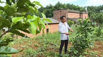 泉塘村村民正在修剪柚子樹樹枝。單位供圖