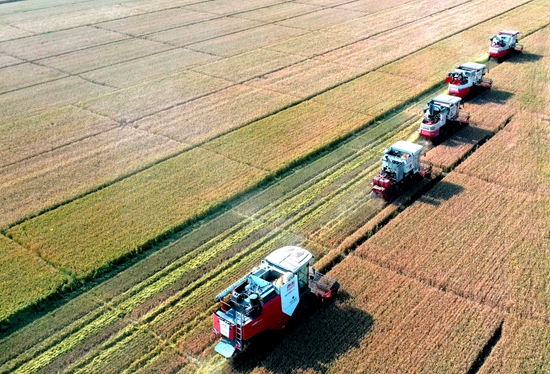 今年6月，河北省衡水市阜城縣碼頭鎮(zhèn)戈家墳村的麥田里，大型聯(lián)合收割機(jī)“組團(tuán)”作業(yè)。 苗鳳強(qiáng)攝