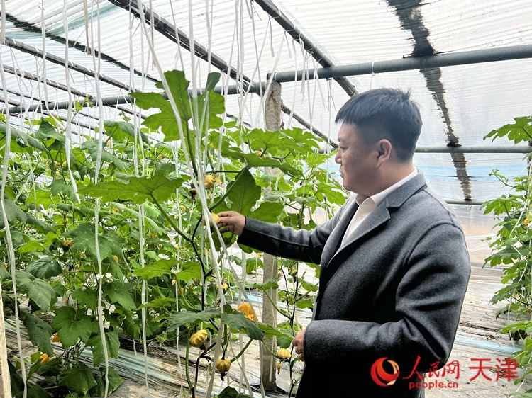 西青區(qū)辛口鎮(zhèn)大杜莊村黨總支書記、村委會主任畢紅鴿介紹當下大棚里種植的造型奇特的文玩葫蘆。  人民網 孫翼飛攝
