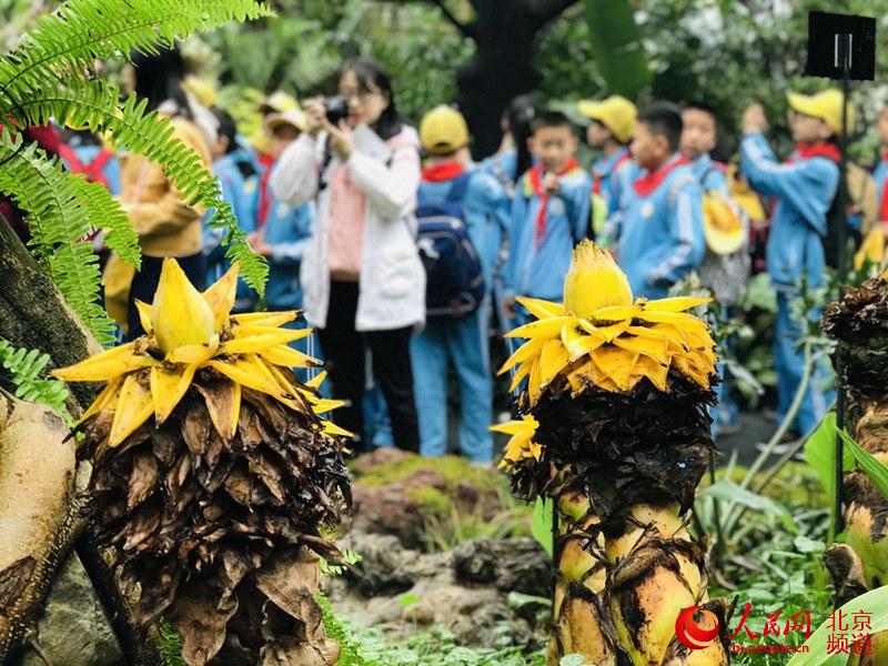 植物館里的地涌金蓮。地涌金蓮原產(chǎn)中國云南，為中國特產(chǎn)花卉。人民網(wǎng) 董兆瑞攝