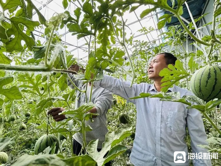 西瓜、藍(lán)莓、草莓上高原！山東濰坊援藏組因地制宜打造特色蔬菜發(fā)展中心