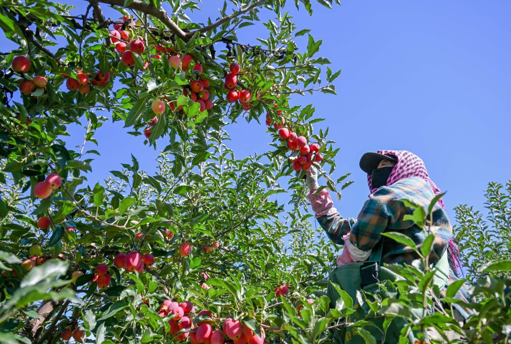 牢牢守住不發(fā)生規(guī)模性返貧致貧底線(xiàn)——西部脫貧地區(qū)“5年過(guò)渡期”一線(xiàn)觀(guān)察