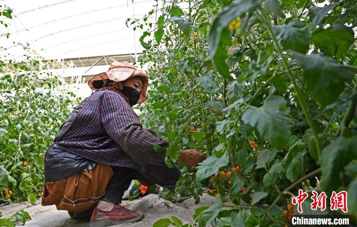 圖為巴珍在地里勞作。　趙朗 攝