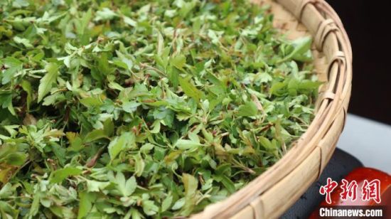 圖為班瑪藏雪茶?！O睿 攝