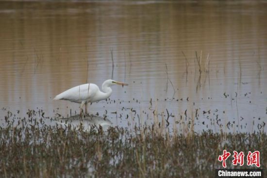 圖為大白鷺。可魯克湖-托素湖自然保護(hù)區(qū)服務(wù)中心供圖 　　