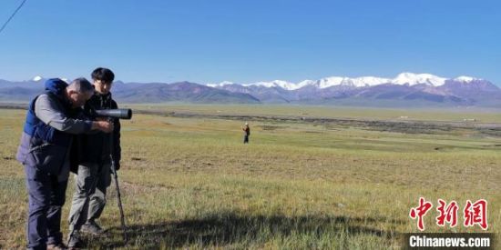 圖為工作人員正在進(jìn)行黑頸鶴衛(wèi)星跟蹤和環(huán)志工作。　祁連山國家公園青海省管理局供圖 攝