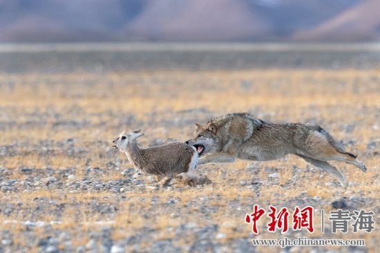 圖為獲獎(jiǎng)作品。同海元供圖