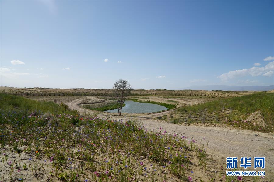 （決戰(zhàn)決勝脫貧攻堅(jiān)·圖文互動）（4）高原鄉(xiāng)鎮(zhèn)沙珠玉 治沙斗貧成“綠?！薄嗪Ｊ」埠涂h沙珠玉鄉(xiāng)采訪見聞