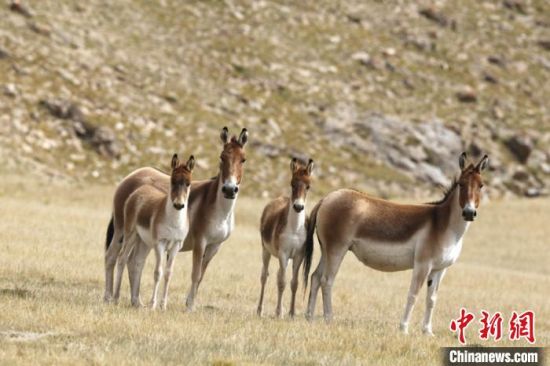圖為三江源國家公園資料圖。三江源國家公園管理局供圖
