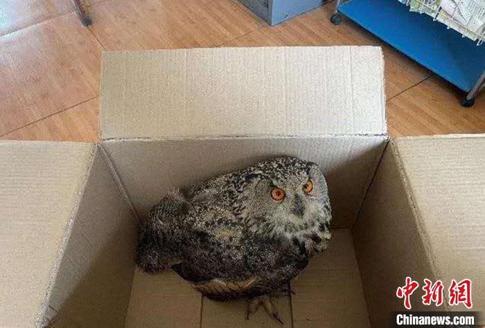 圖為青海省西寧市大通縣公安局森林警察大隊(duì)民警救助的國(guó)家二級(jí)保護(hù)野生動(dòng)物——雕鸮?！∏嗪Ｊ」矎d森林警察總隊(duì)供圖 攝