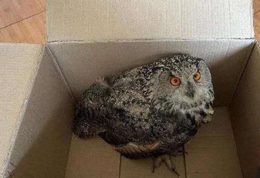 圖為青海省西寧市大通縣公安局森林警察大隊(duì)民警救助的國家二級(jí)保護(hù)野生動(dòng)物——雕鸮。　青海省公安廳森林警察總隊(duì)供圖 攝