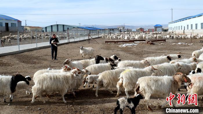 圖為馬金山查看羊羔長勢。　李雋 攝