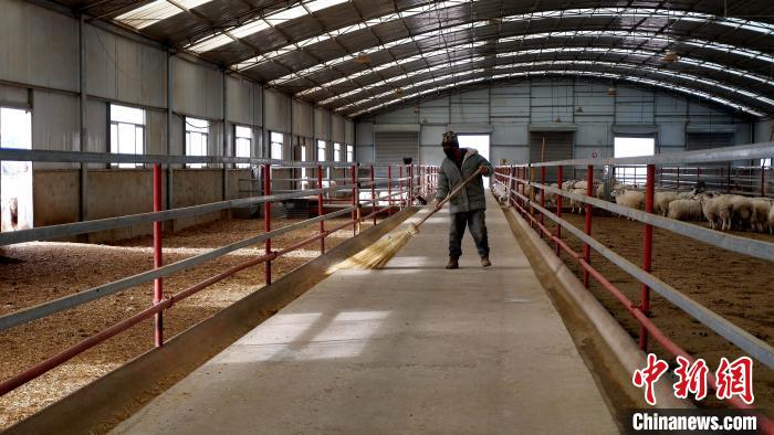 圖為放牧員扎布拉正在打掃羊棚衛(wèi)生?！±铍h 攝