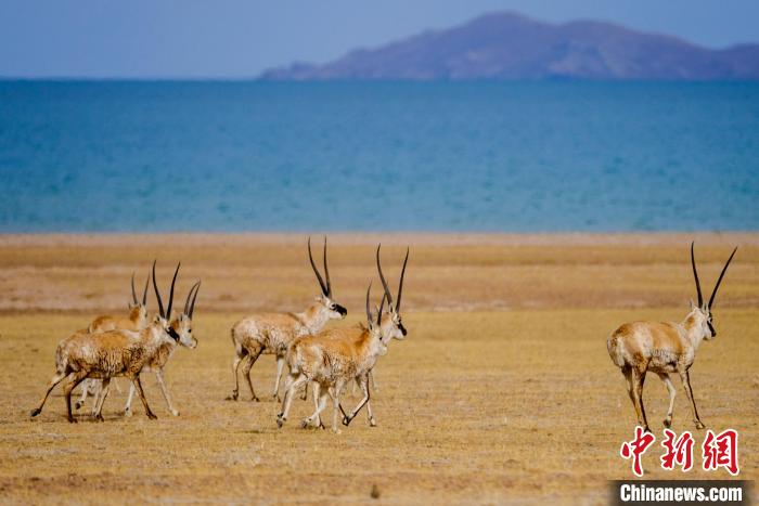 圖為西藏藏羚羊在色林錯湖邊覓食，隨著保護措施的不斷加強，如今西藏藏羚羊種群數(shù)量獲得恢復性增長?！〗w波 攝