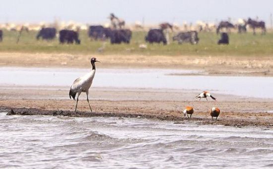  仙女灣一只黑頸鶴正在湖邊覓食。攝影：海東