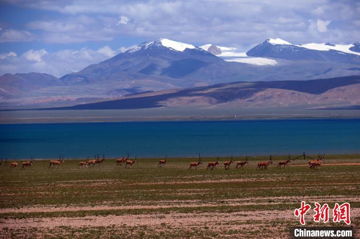 從317國道遠眺達則錯，湖岸藏羚羊與雪山美景令人矚目?！?lt;a target='_blank' ><p  align=