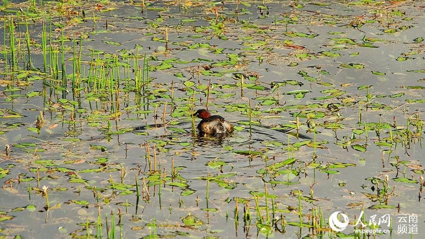 納帕海濕地內(nèi)遷徙停留的鳥。呂昊辰攝