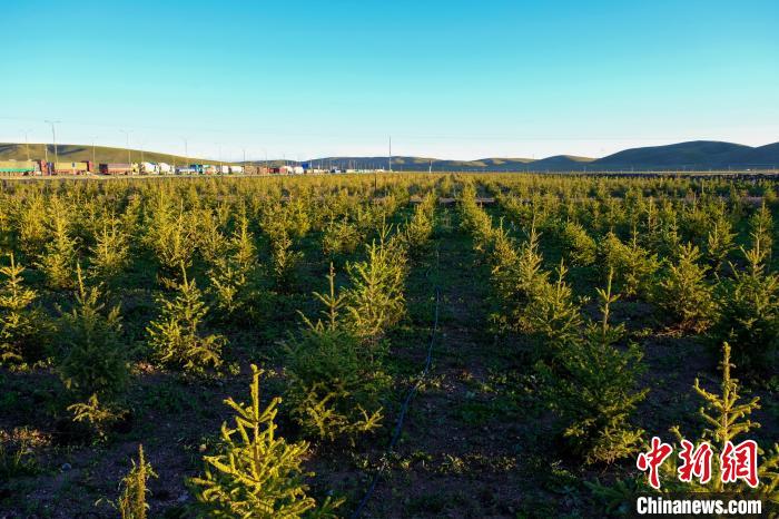 圖為科技團隊在海拔4500米的西藏那曲種出“小森林”，其中超過7成成功越過5個冬天?！〗w波 攝