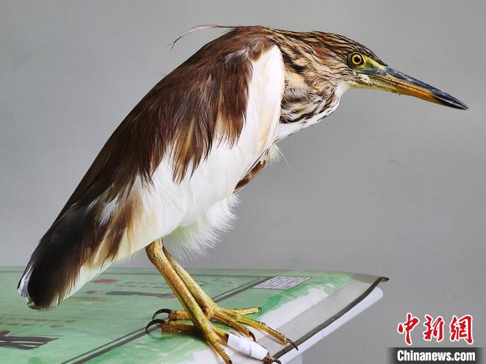 圖為被救助的國家一級重點保護動物池鷺。　柳澤田 攝