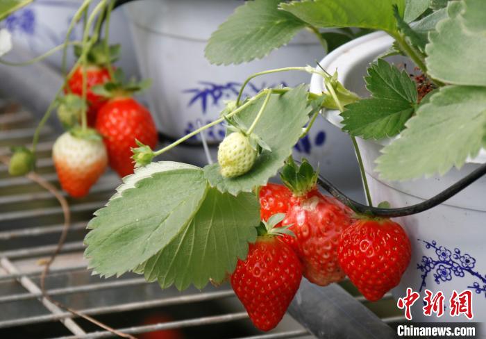 青?；ブ捍蛟烊珖畲蟾咴葺N苗繁育中心