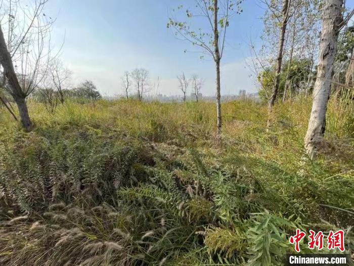 發(fā)現(xiàn)的加拿大一枝黃花?！畈?攝