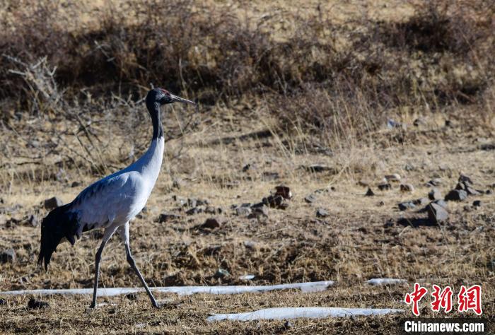 圖為一只黑頸鶴在拉薩市林周縣境內(nèi)田間覓食?！∝暩聛硭?攝