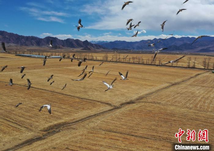 圖為黑頸鶴在拉薩市林周縣境內(nèi)飛翔。　貢嘎來松 攝