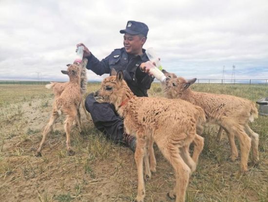  生命禁區(qū)的超級(jí)“奶爸”。