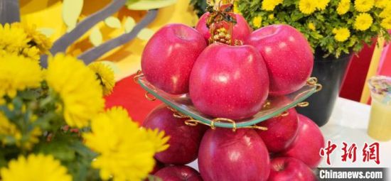 2021年10月15日，中國蘋果首屆產(chǎn)銷峰會暨甘肅平?jīng)龉焚Q(mào)易大會在平?jīng)鍪徐o寧縣開幕。(資料圖) 魏建軍 攝