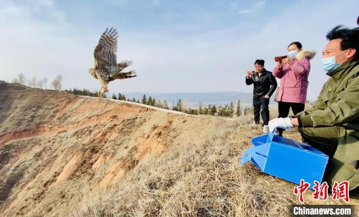 青海：救助、放歸四只國家二級保護(hù)野生動(dòng)物