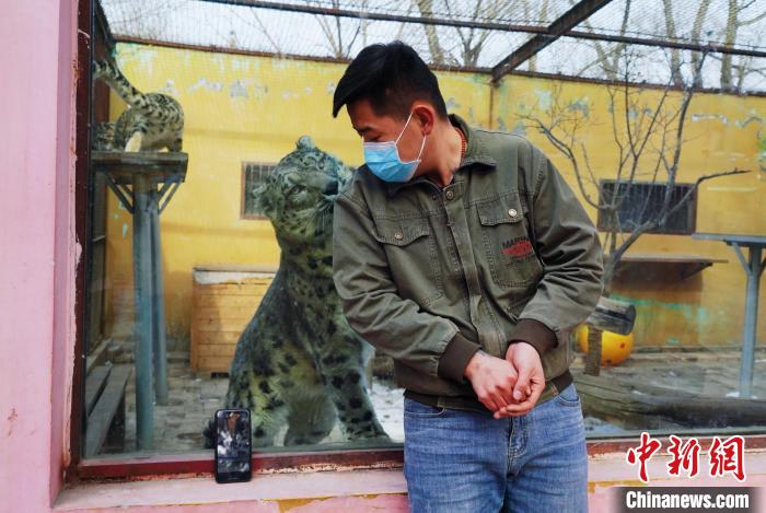 圖為雪豹“奶爸”史壽軍直播休息時與雪豹互動?！●R銘言 攝