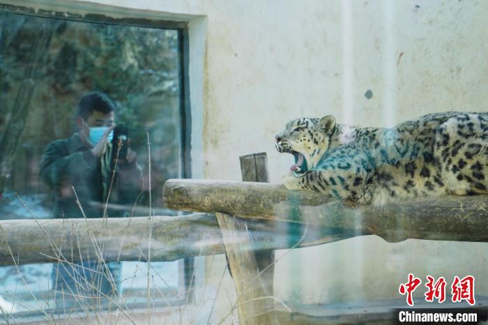 圖為雪豹“奶爸”史壽軍正在直播?！●R銘言 攝