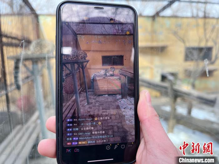 圖為雪豹“奶爸”史壽軍正在直播?！●R銘言 攝