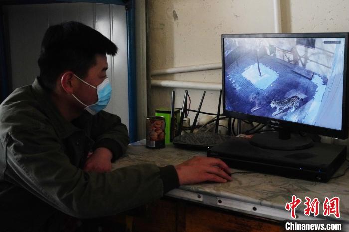 圖為雪豹“奶爸”史壽軍通過監(jiān)控察看雪豹情況?！●R銘言 攝
