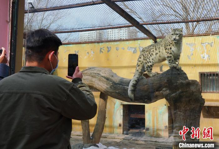 圖為雪豹“奶爸”史壽軍正在直播。　馬銘言 攝