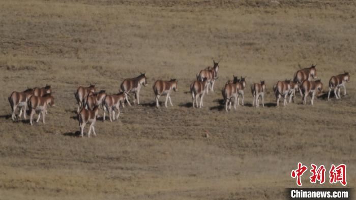 圖為草地上的西藏野驢?！“簿S斌 攝
