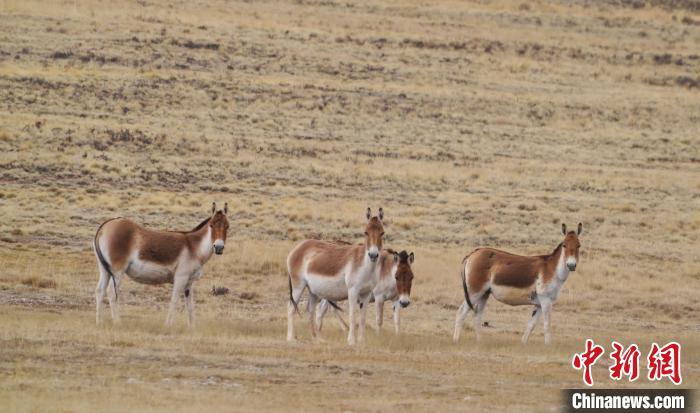 圖為草地上的西藏野驢?！“簿S斌 攝