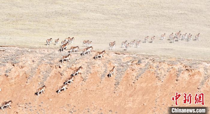 圖為西藏野驢奔跑在山間?！∥溲┓?攝