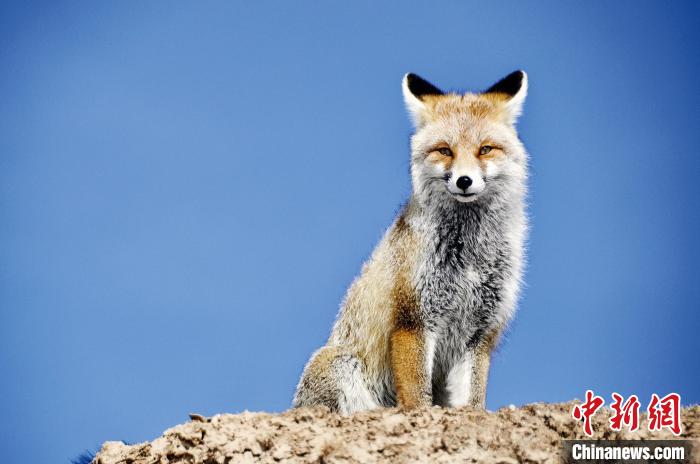 三江源國(guó)家公園正式設(shè)立后第一年:全面提升生態(tài)保護(hù)恢復(fù)