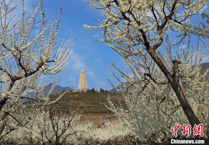 潔白的李花與碉樓交相輝映，勾勒出一幅美麗的和諧生態(tài)畫(huà)卷?！『吻搴?攝