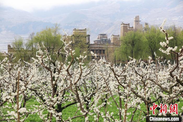 潔白的李花與村寨交相輝映，勾勒出一幅美麗的和諧生態(tài)畫(huà)卷。　何清海 攝