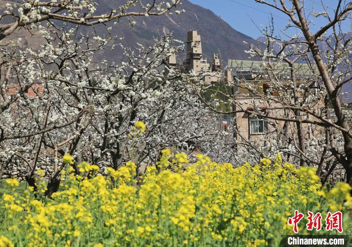 潔白的李花與村寨交相輝映，勾勒出一幅美麗的和諧生態(tài)畫(huà)卷?！『吻搴?攝