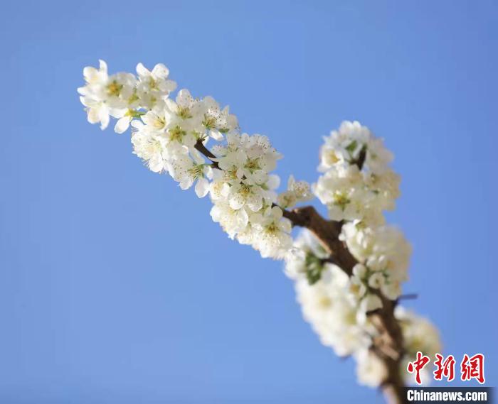 李花盛開(kāi)?！『吻搴?攝