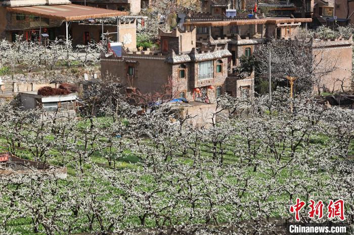 潔白的李花與村寨交相輝映，勾勒出一幅美麗的和諧生態(tài)畫(huà)卷?！『吻搴?攝