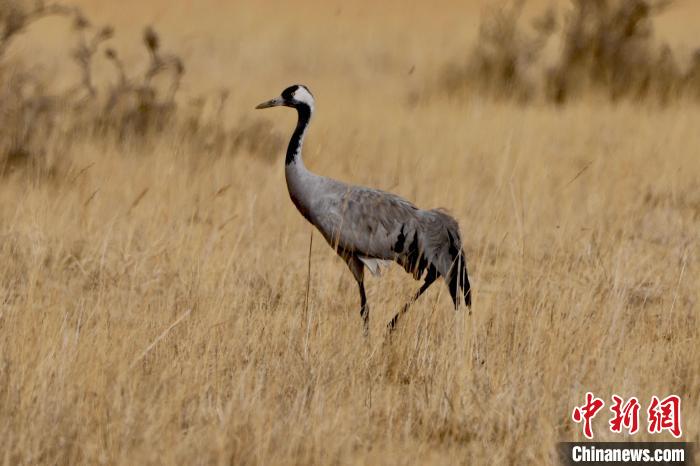 圖為灰鶴在青海海西蒙古族藏族自治州都蘭縣巴隆地區(qū)“閑庭漫步”?！?松太加 攝
