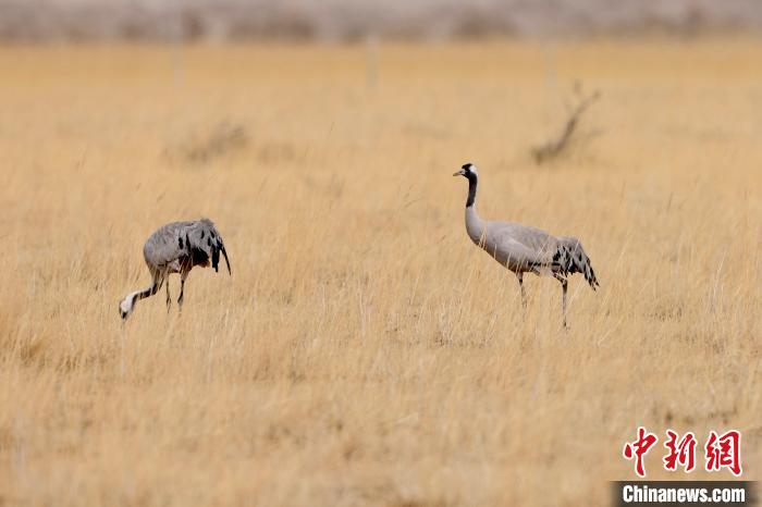 圖為灰鶴在青海海西蒙古族藏族自治州都蘭縣巴隆地區(qū)“閑庭漫步”?！?松太加 攝