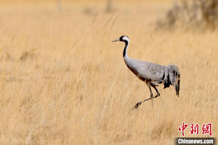 圖為灰鶴在青海海西蒙古族藏族自治州都蘭縣巴隆地區(qū)“閑庭漫步”。　 松太加 攝