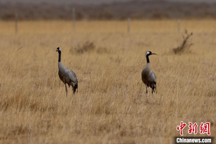 圖為灰鶴在青海海西蒙古族藏族自治州都蘭縣巴隆地區(qū)“閑庭漫步”。　 松太加 攝