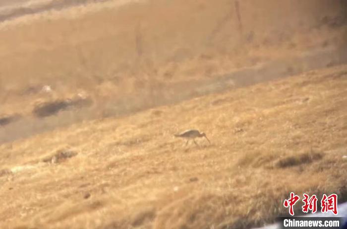 隆寶國(guó)家級(jí)自然保護(hù)區(qū)鳥(niǎo)類名錄增加到134種